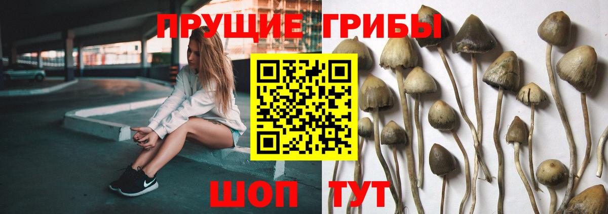 Псилоцибиновые грибы Psilocybe Строитель